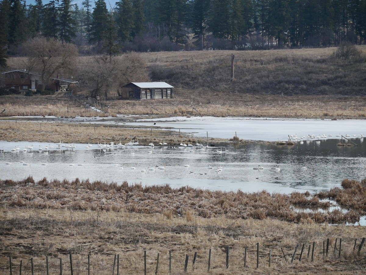 ナキハクチョウ - ML548778961