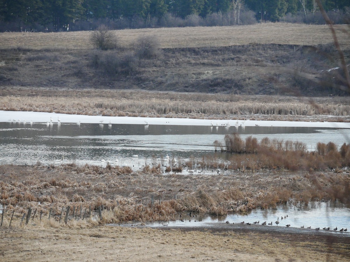 ナキハクチョウ - ML548779011