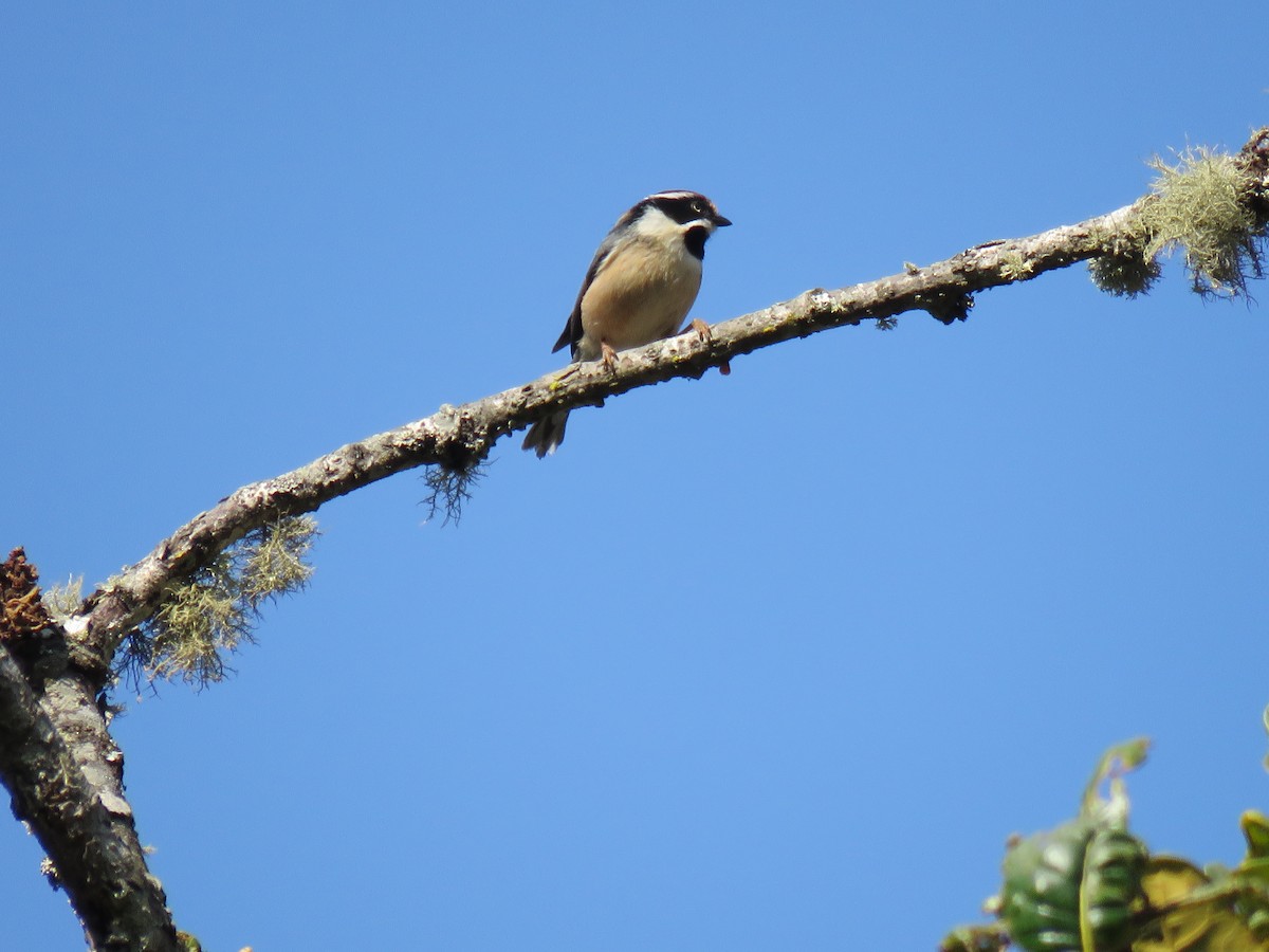 Black-throated Tit - ML548779361