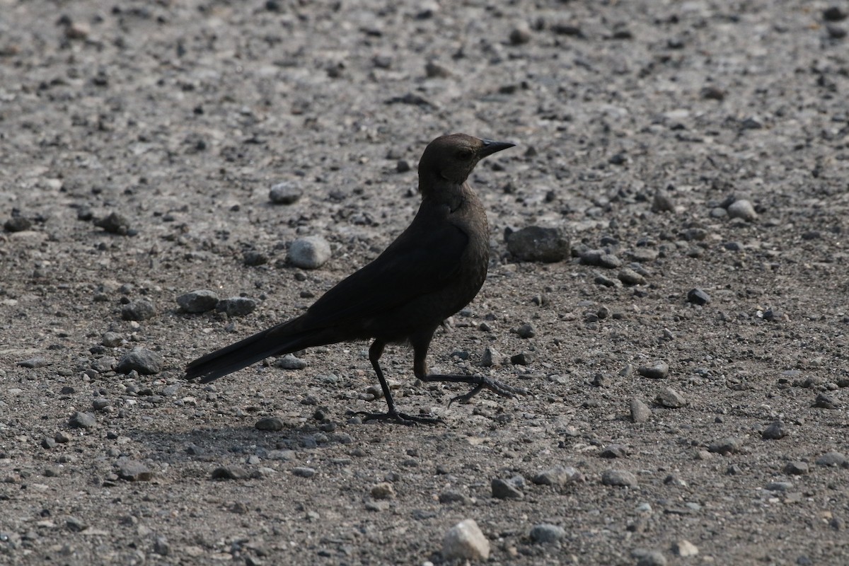 Brewer's Blackbird - ML548781191