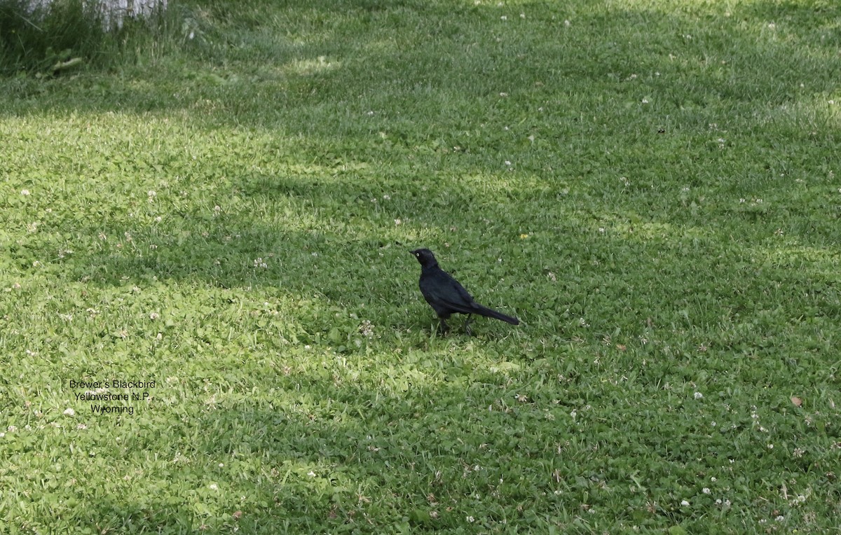 Brewer's Blackbird - ML548781261