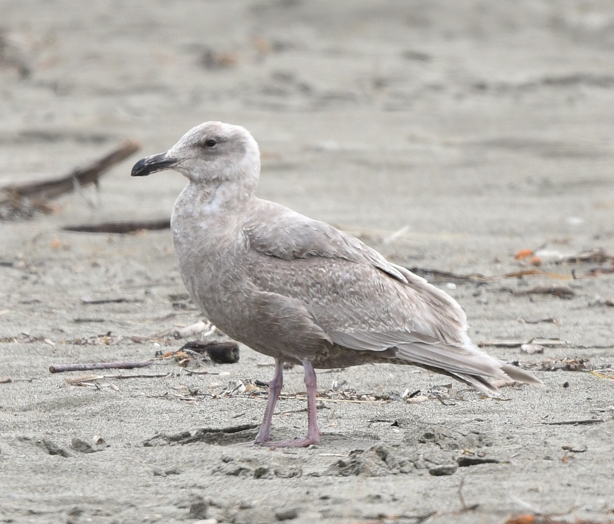 Gaviota de Bering - ML548782311