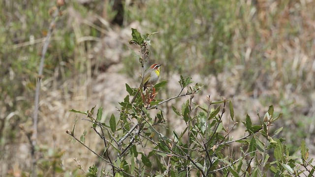 Rufous-capped Warbler - ML548782341