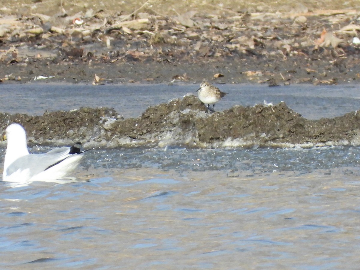 Baird's Sandpiper - ML548782591