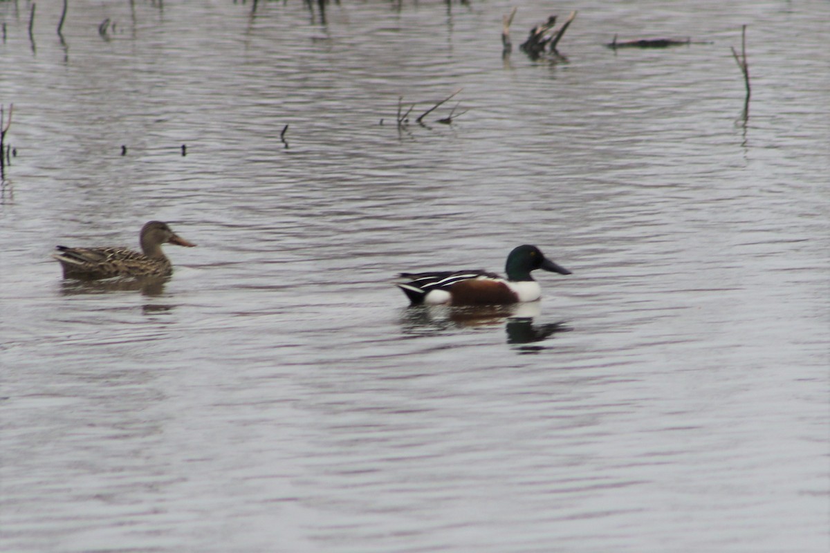 Northern Shoveler - ML548783351