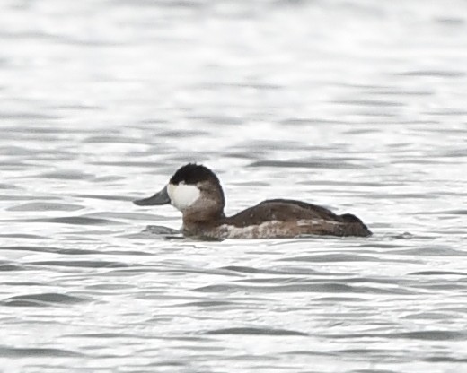 Ruddy Duck - ML548783681