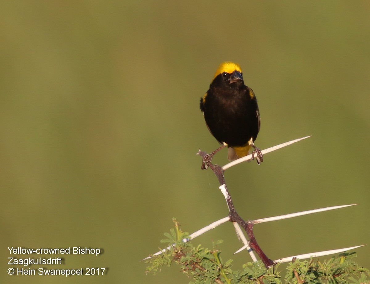 Yellow-crowned Bishop - ML54878421