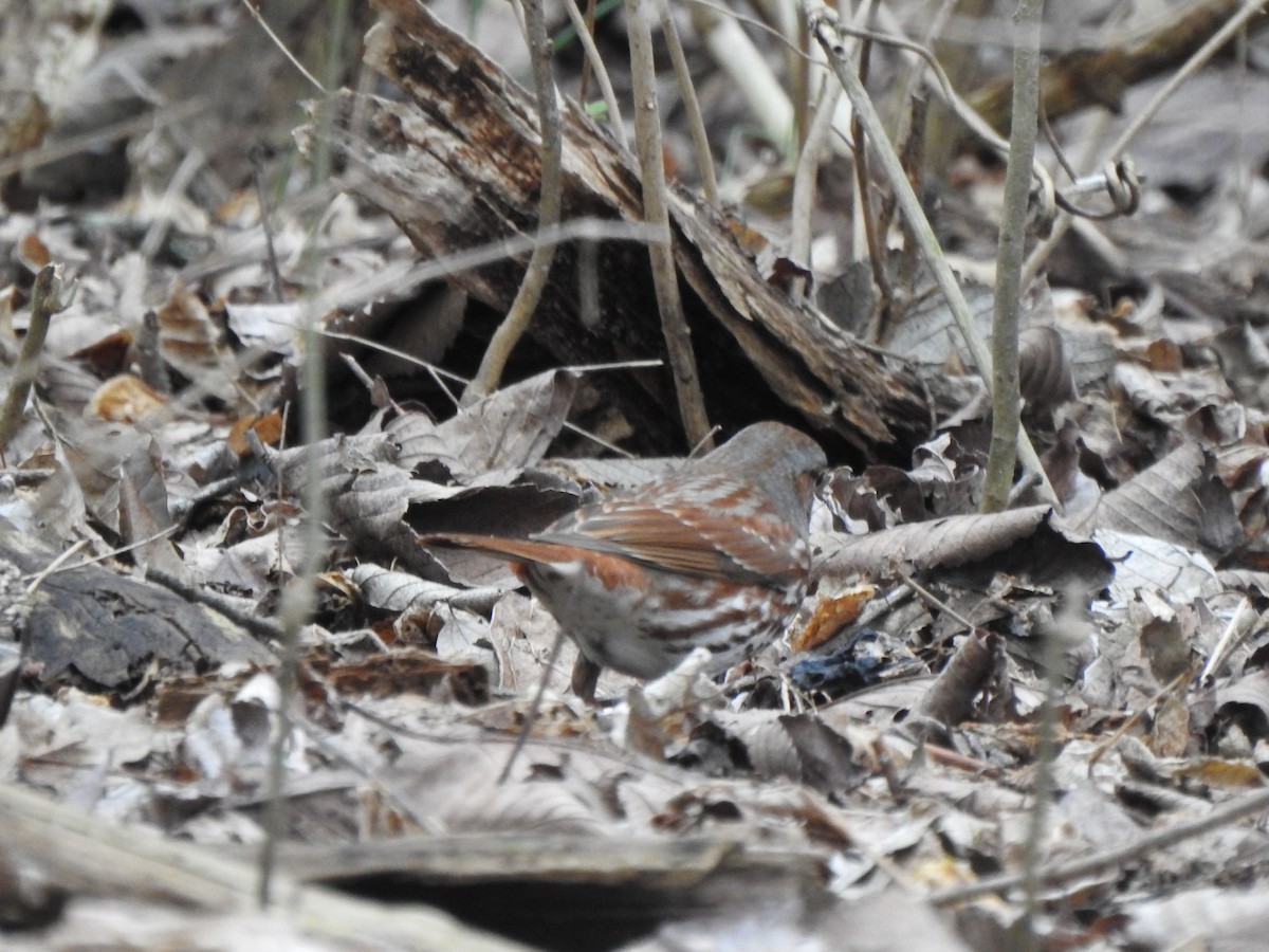 Fox Sparrow - ML548787971