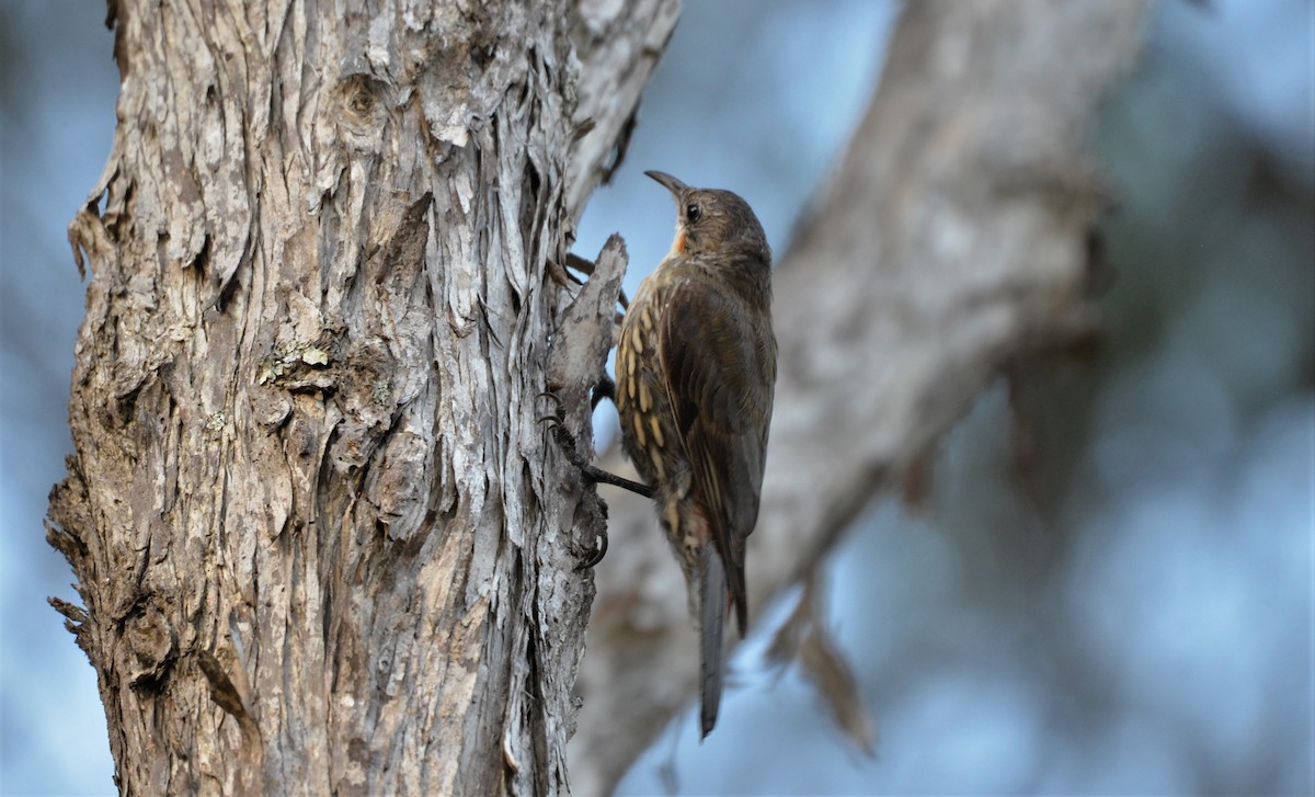 White-throated Treecreeper - ML548788861