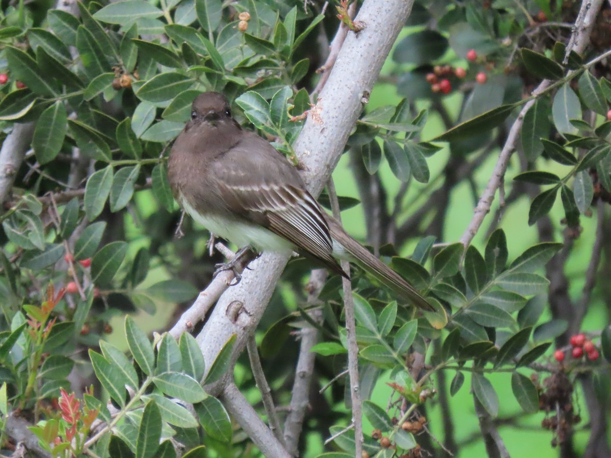 Black Phoebe - Donna Bray