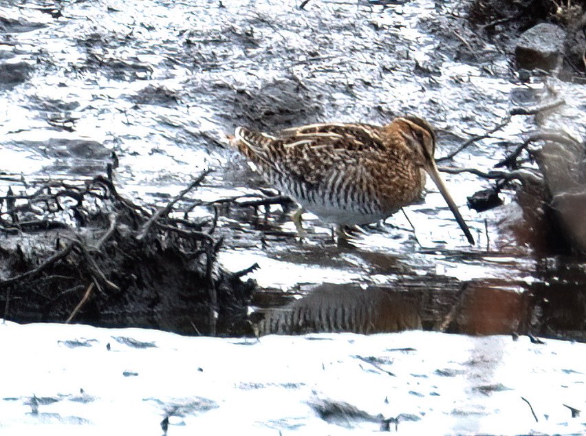 Wilson's Snipe - ML548790011