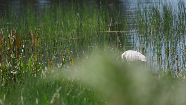 Eurasian Spoonbill - ML548790541