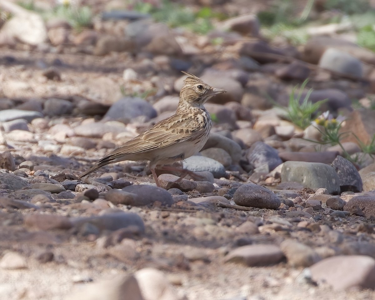 Crested Lark (Maghreb) - ML548791171