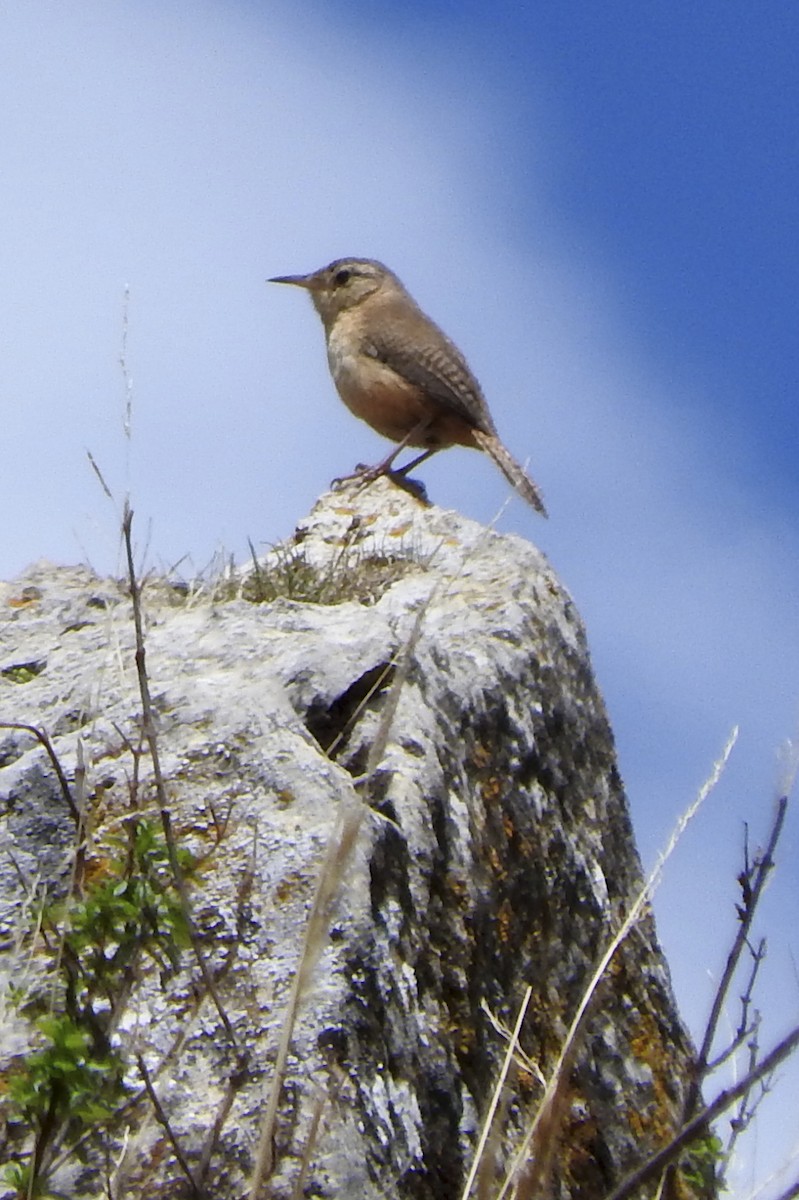 House Wren - Anonymous