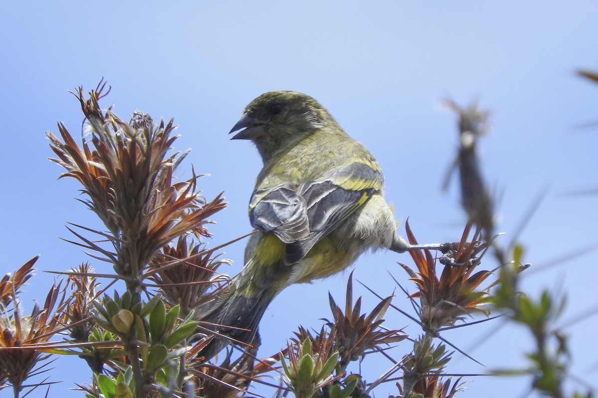 Hooded Siskin - Anonymous