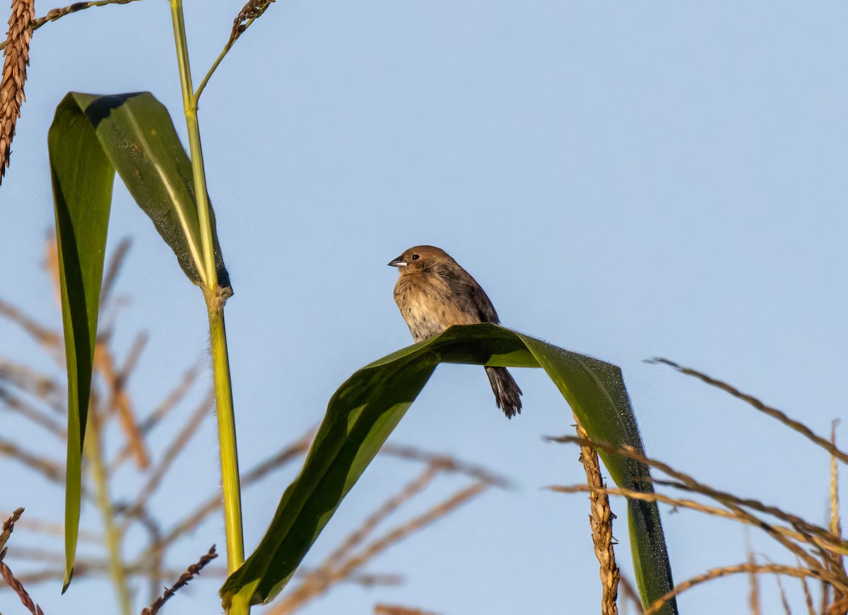 Blue-black Grassquit - ML548792731