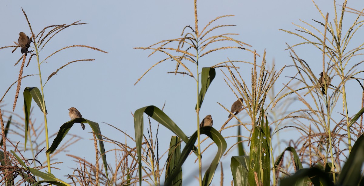 Blue-black Grassquit - ML548792741