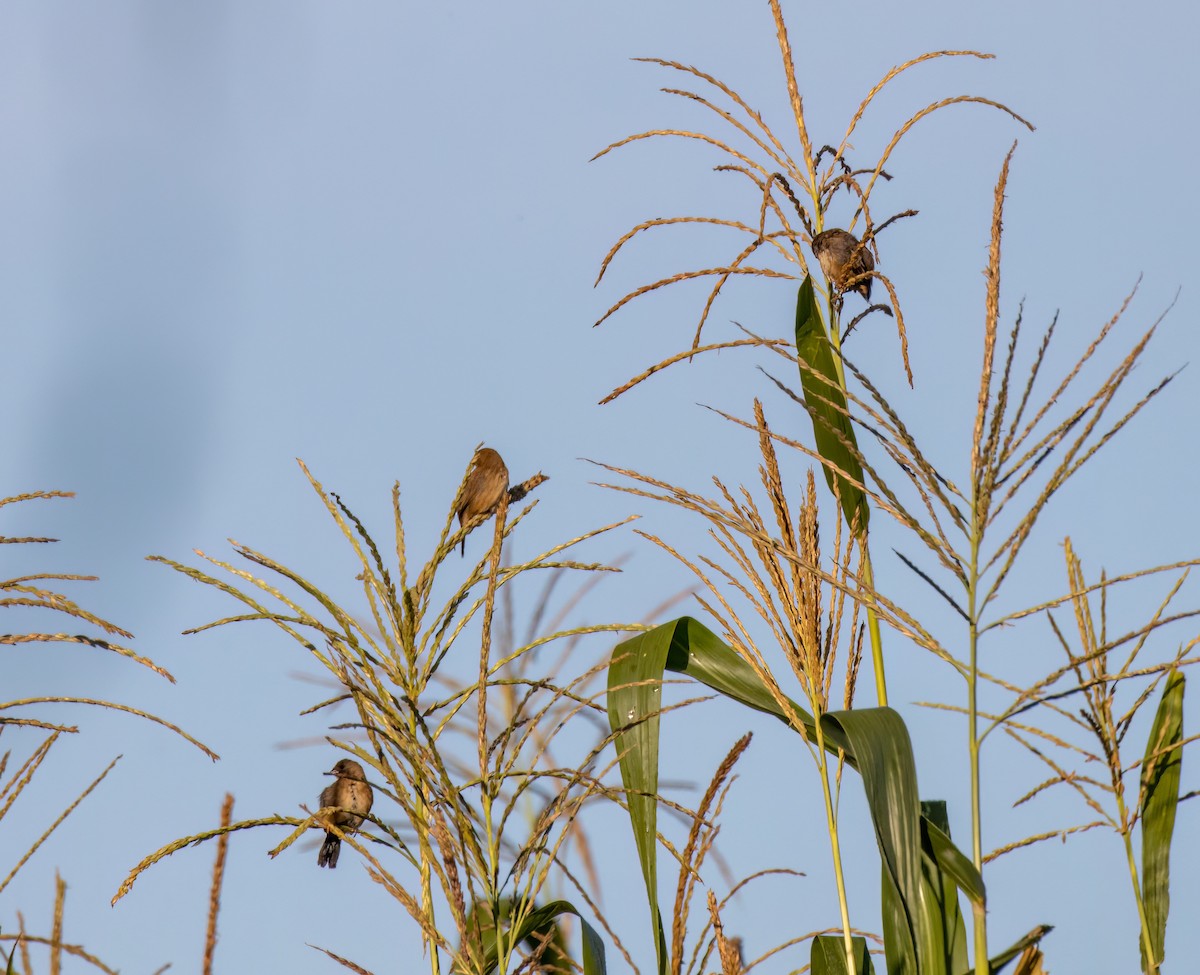 Blue-black Grassquit - ML548792781