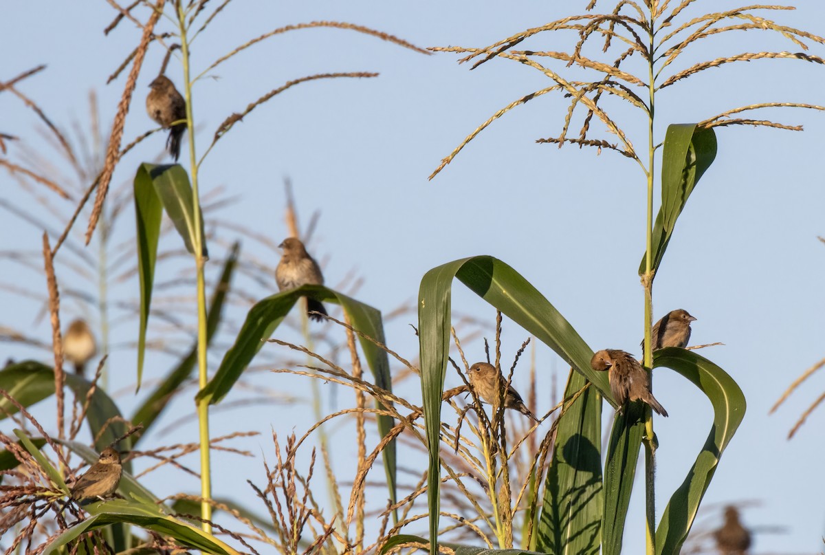 Blue-black Grassquit - ML548792801