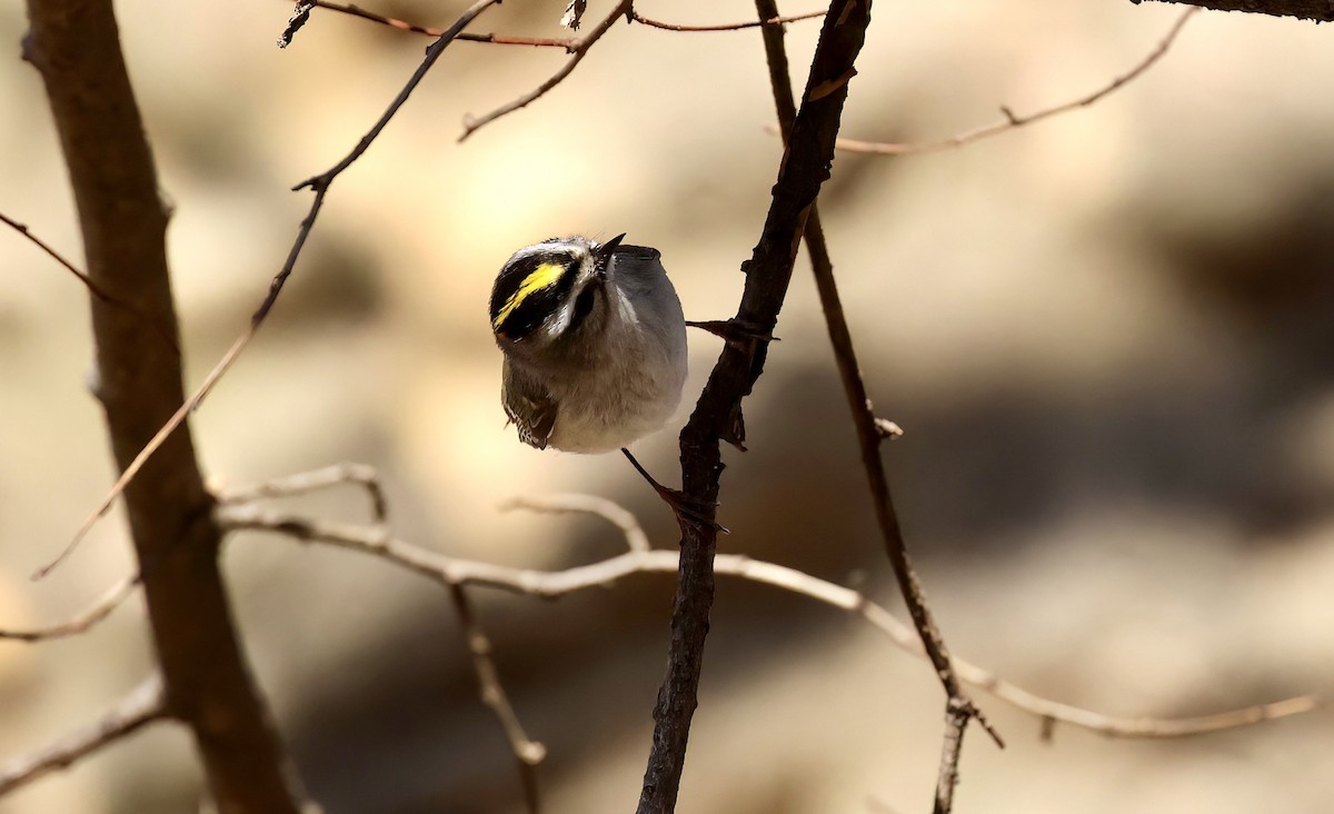 Golden-crowned Kinglet - ML548792821