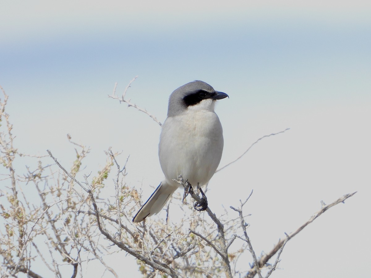 Loggerhead Shrike - Bill Schneider