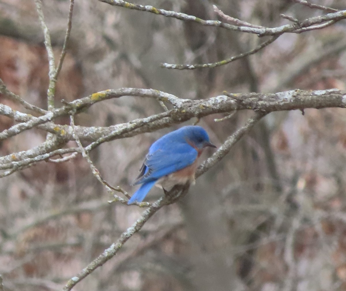 Eastern Bluebird - Fred Dike