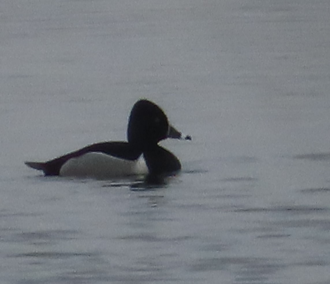 Ring-necked Duck - Fred Dike