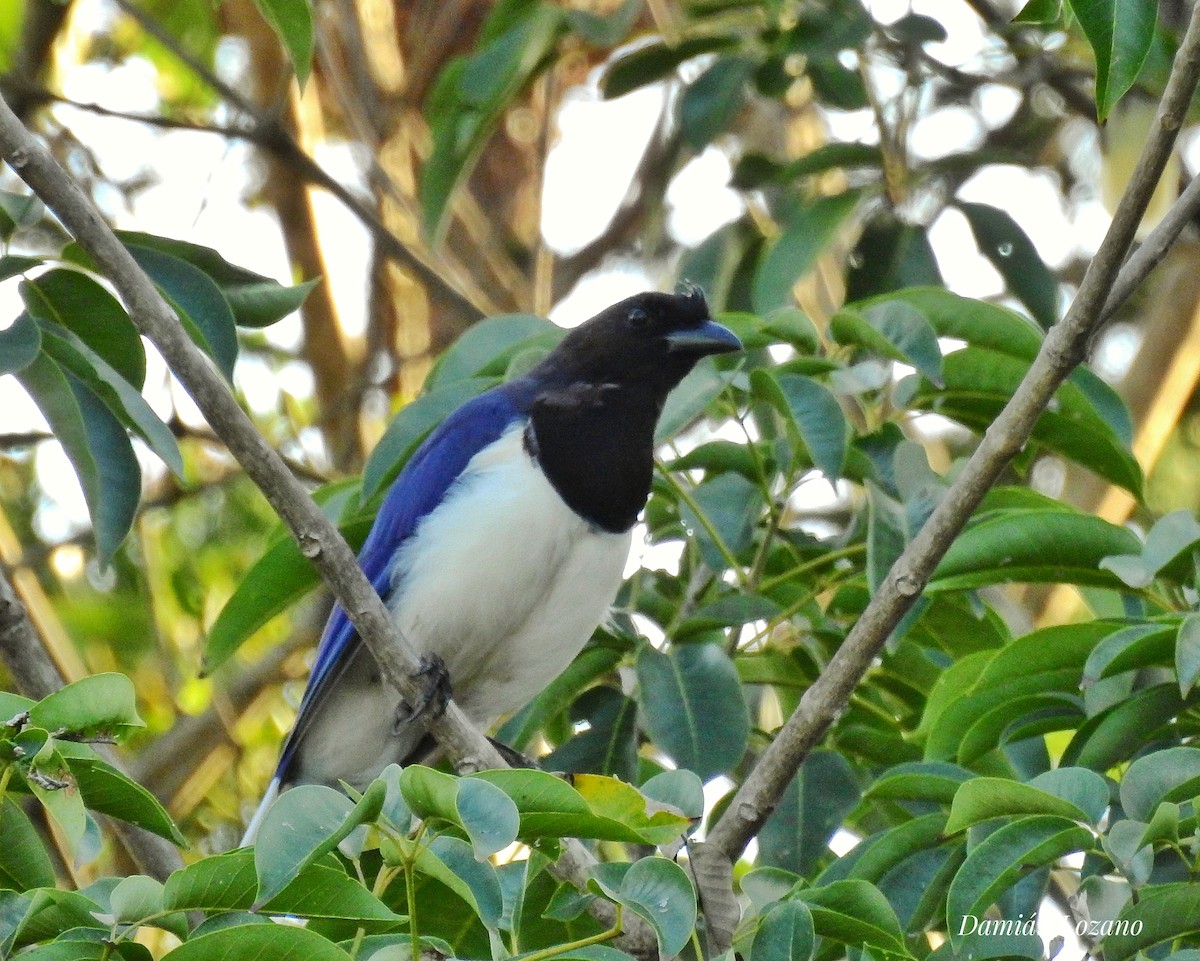 Curl-crested Jay - ML548793301