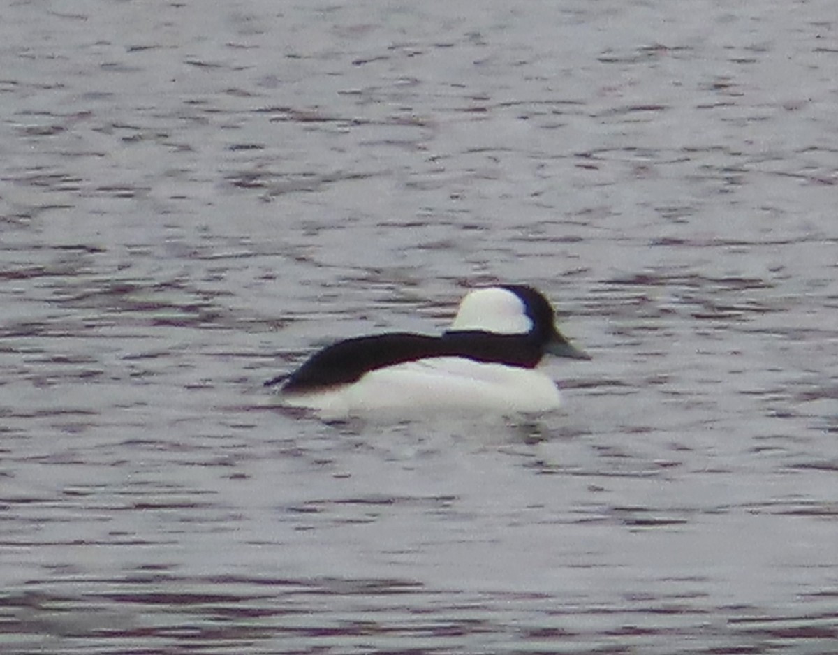 Bufflehead - ML548793681