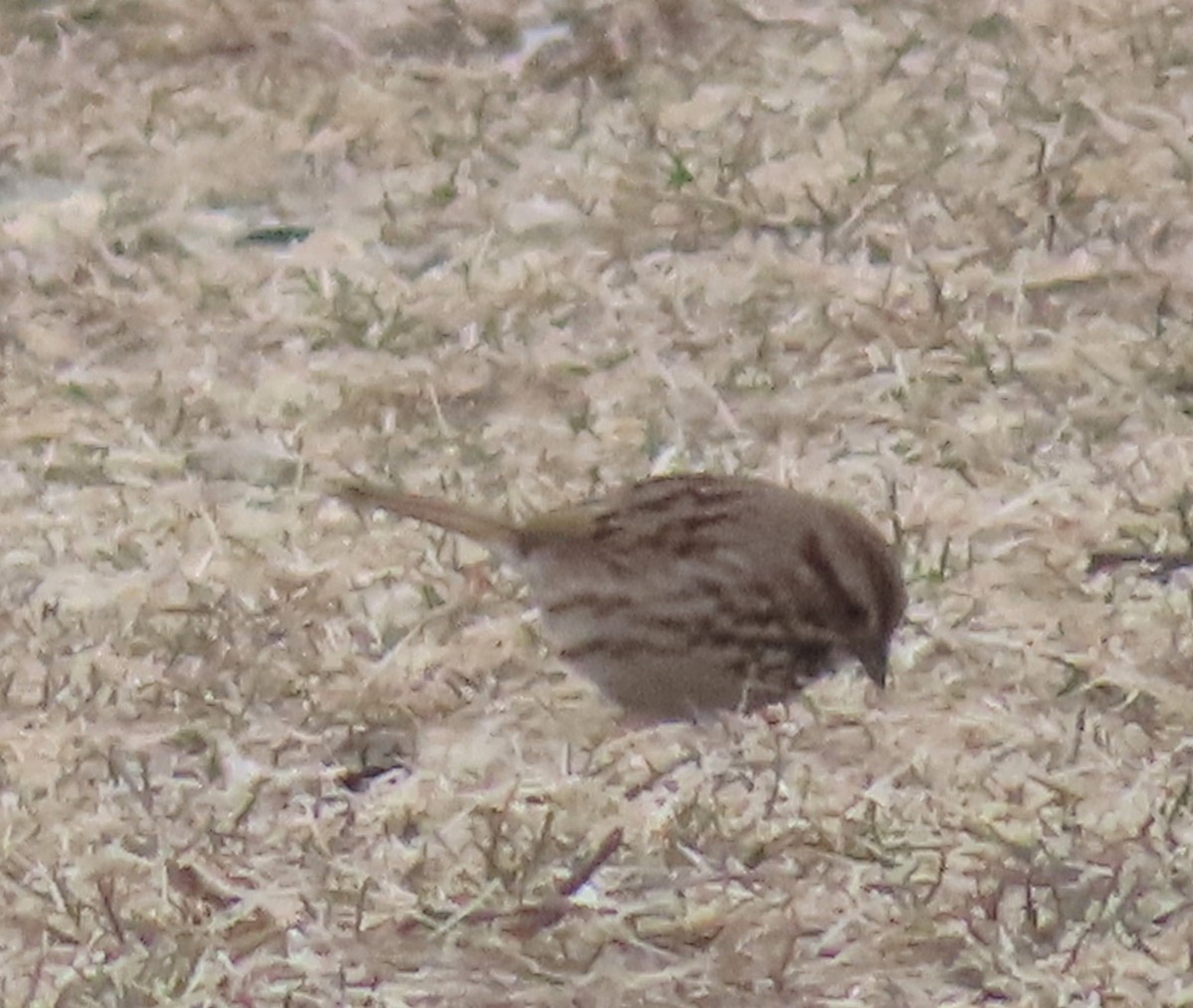 Song Sparrow - Fred Dike