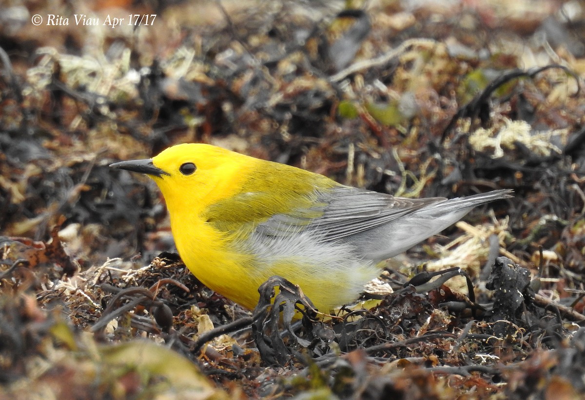 Prothonotary Warbler - ML54879401