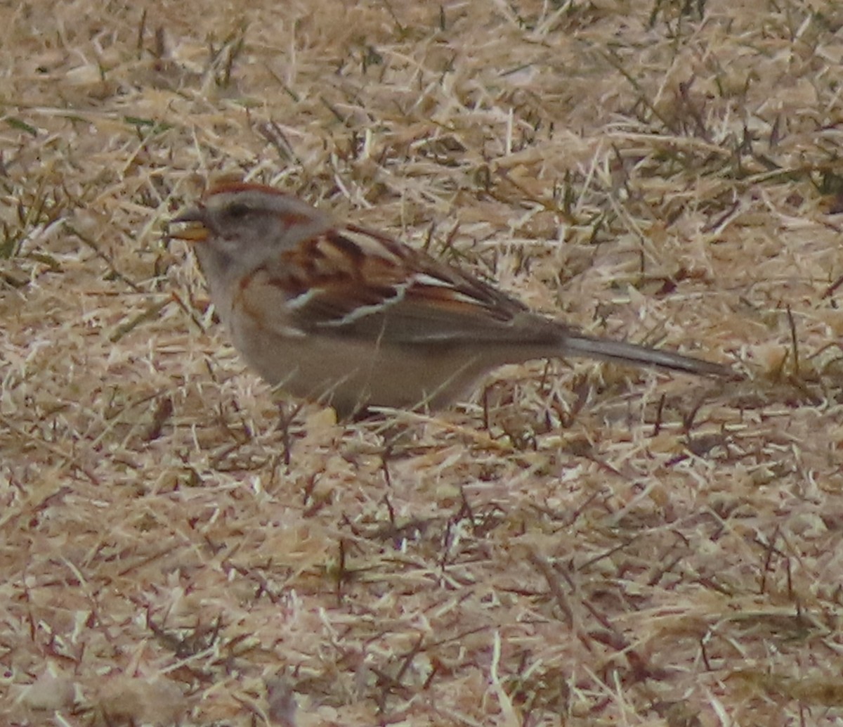 American Tree Sparrow - Fred Dike