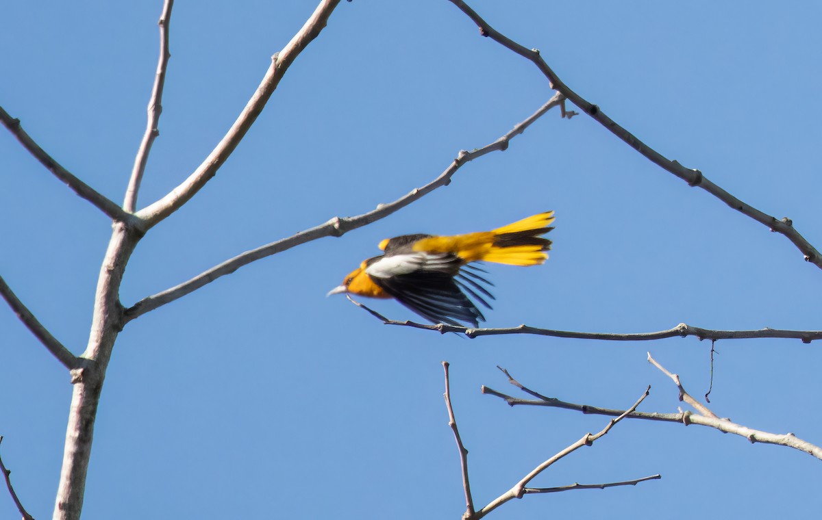 Bullock's Oriole - ML548794231