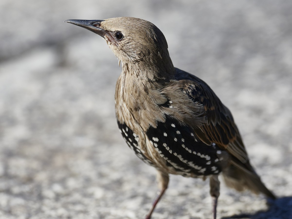 Хар тодол - ML548796241