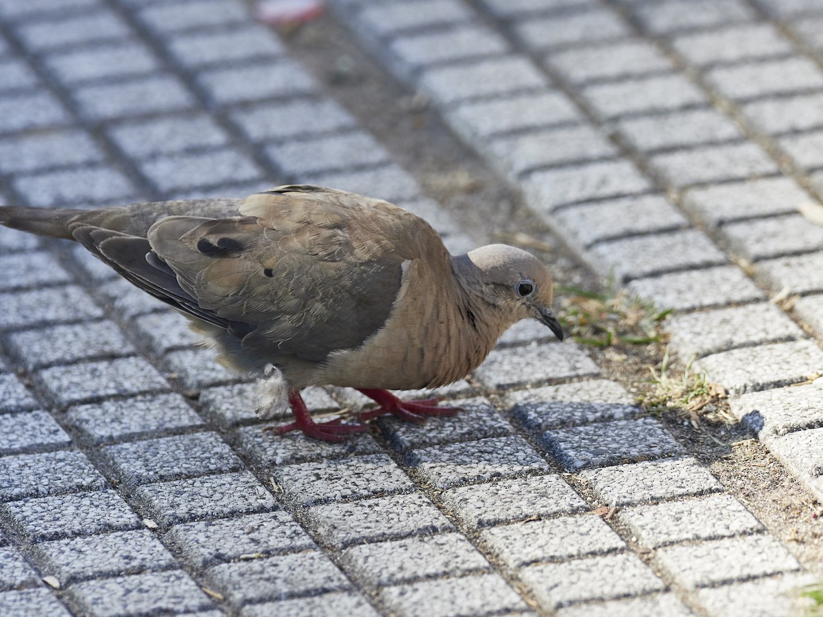 Eared Dove - ML548796311