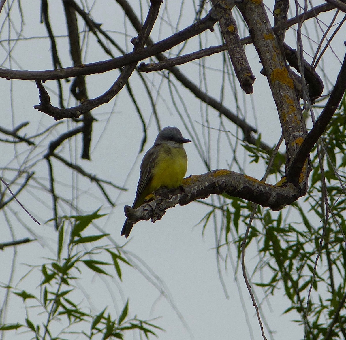 Tropical Kingbird - ML54879681