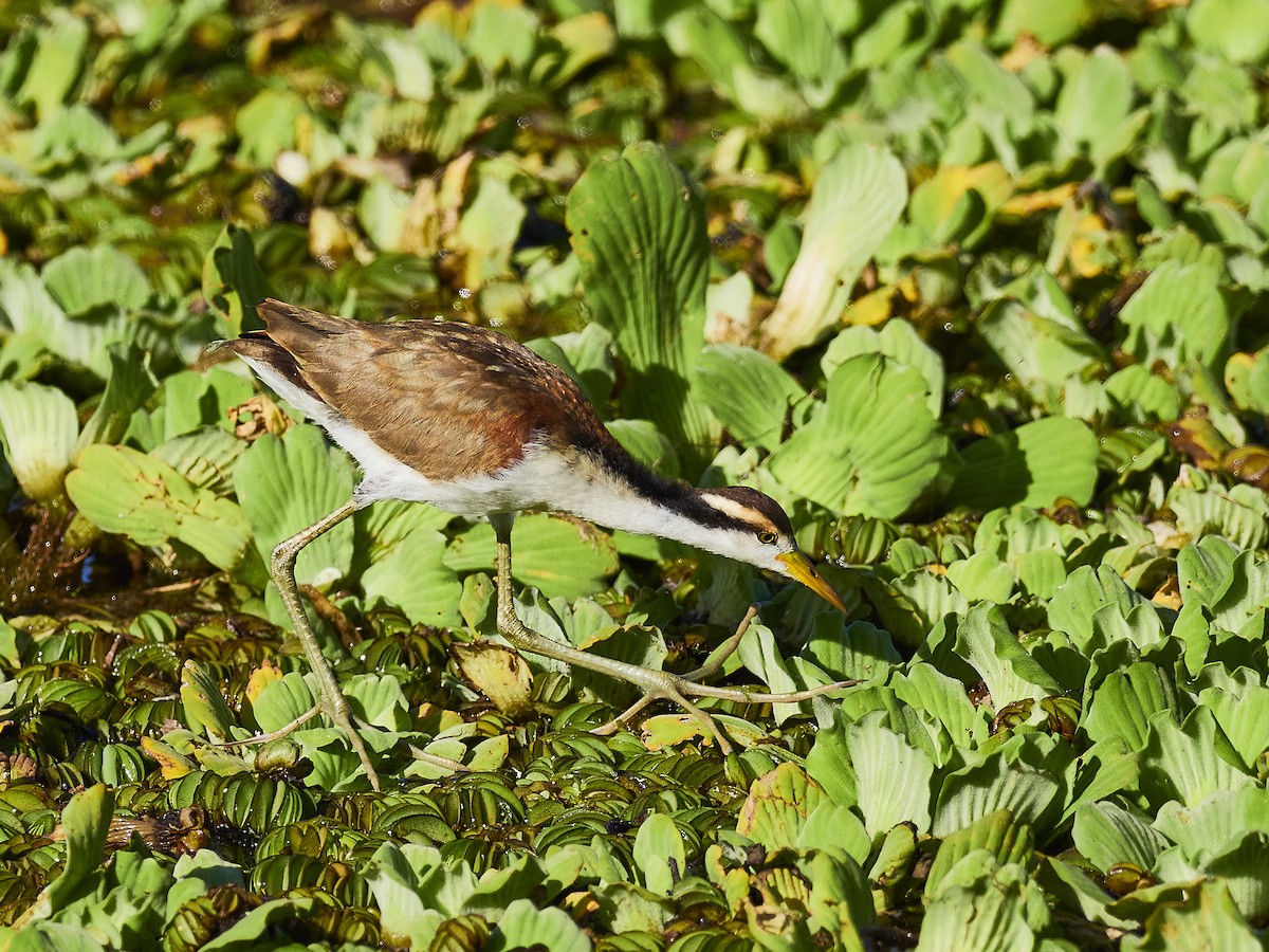 Wattled Jacana (Chestnut-backed) - ML548796911