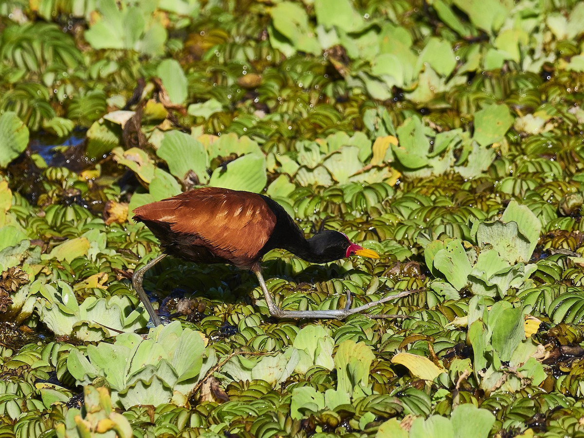 Wattled Jacana (Chestnut-backed) - ML548796931