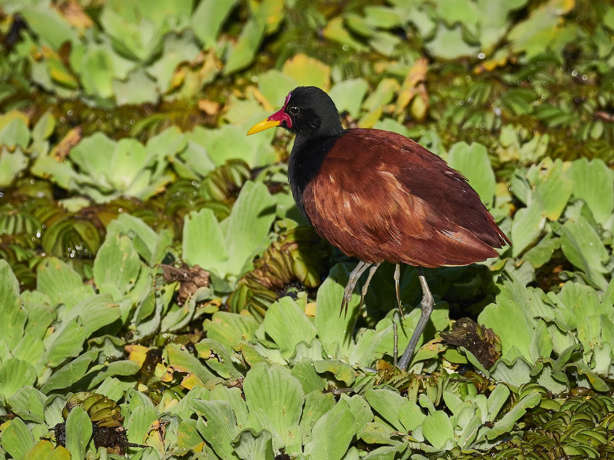 Wattled Jacana (Chestnut-backed) - ML548796941