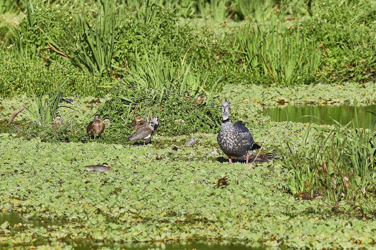 Southern Lapwing - ML548797191