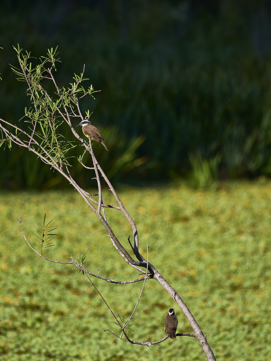 Great Kiskadee - ML548797281