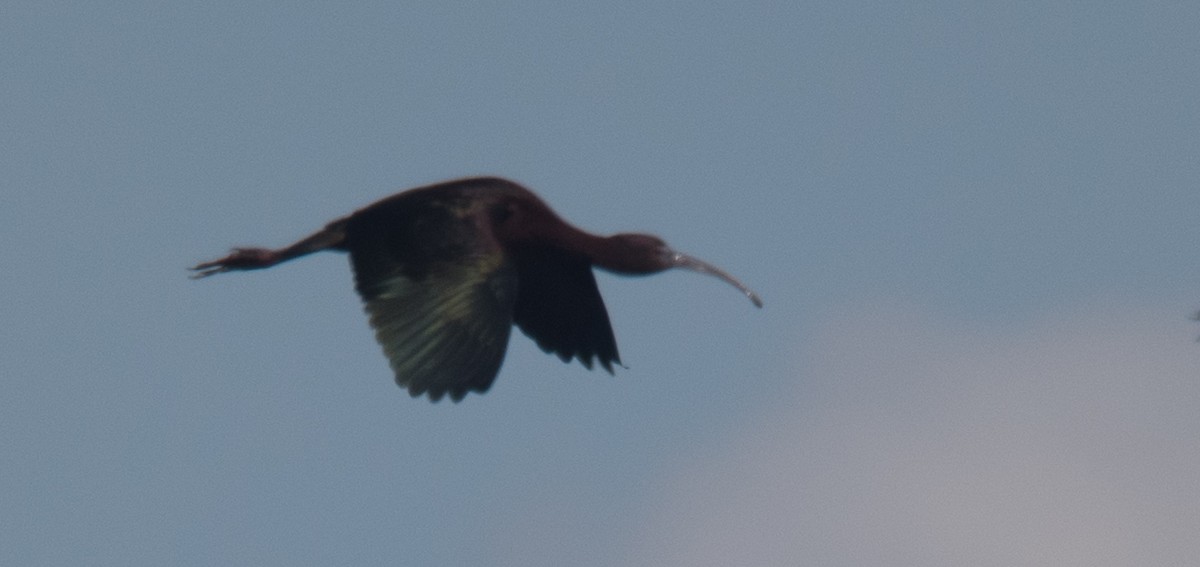 Glossy Ibis - ML54879771