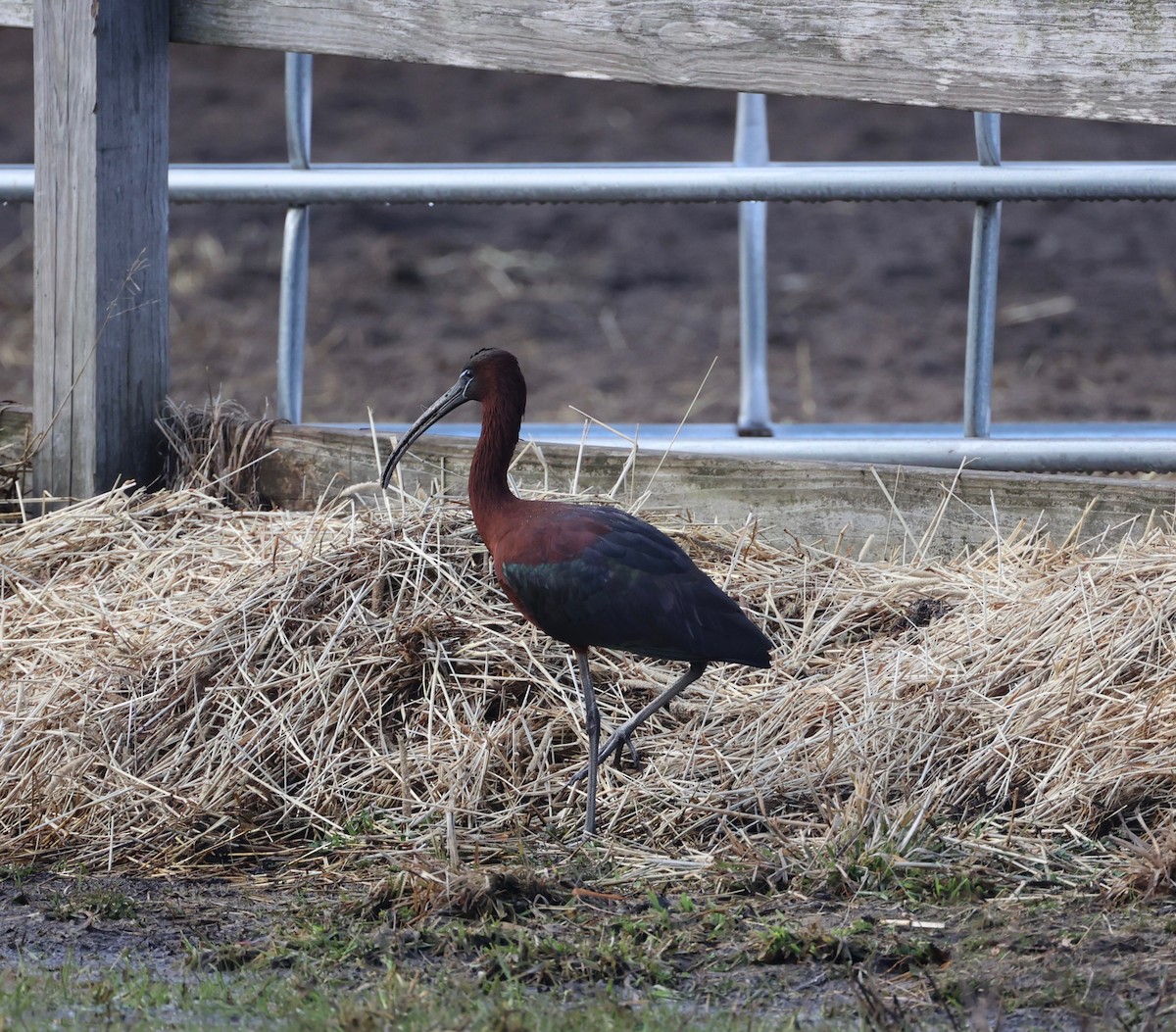 Glossy Ibis - ML548798011