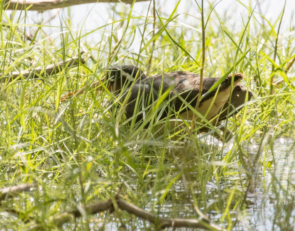 Greater Painted-Snipe - ML548798041