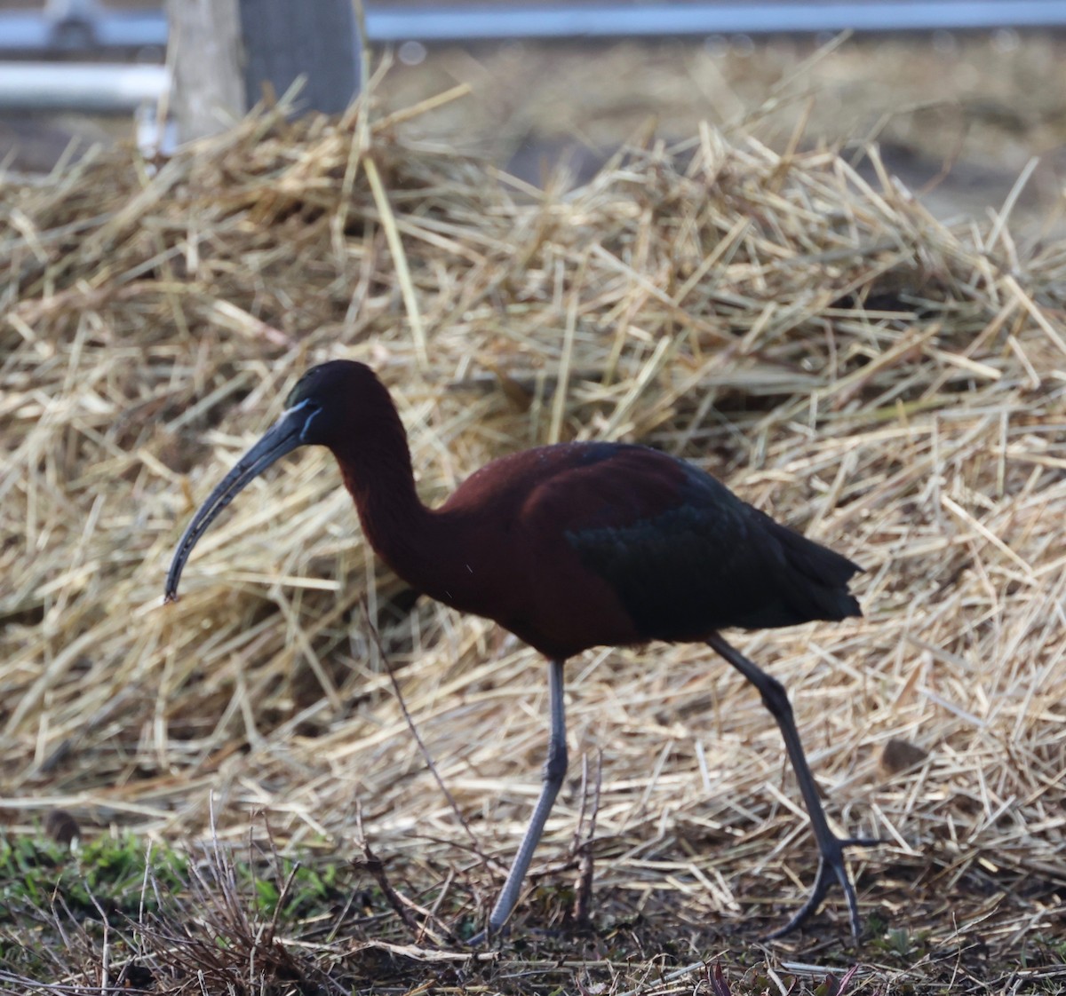 Glossy Ibis - ML548798181