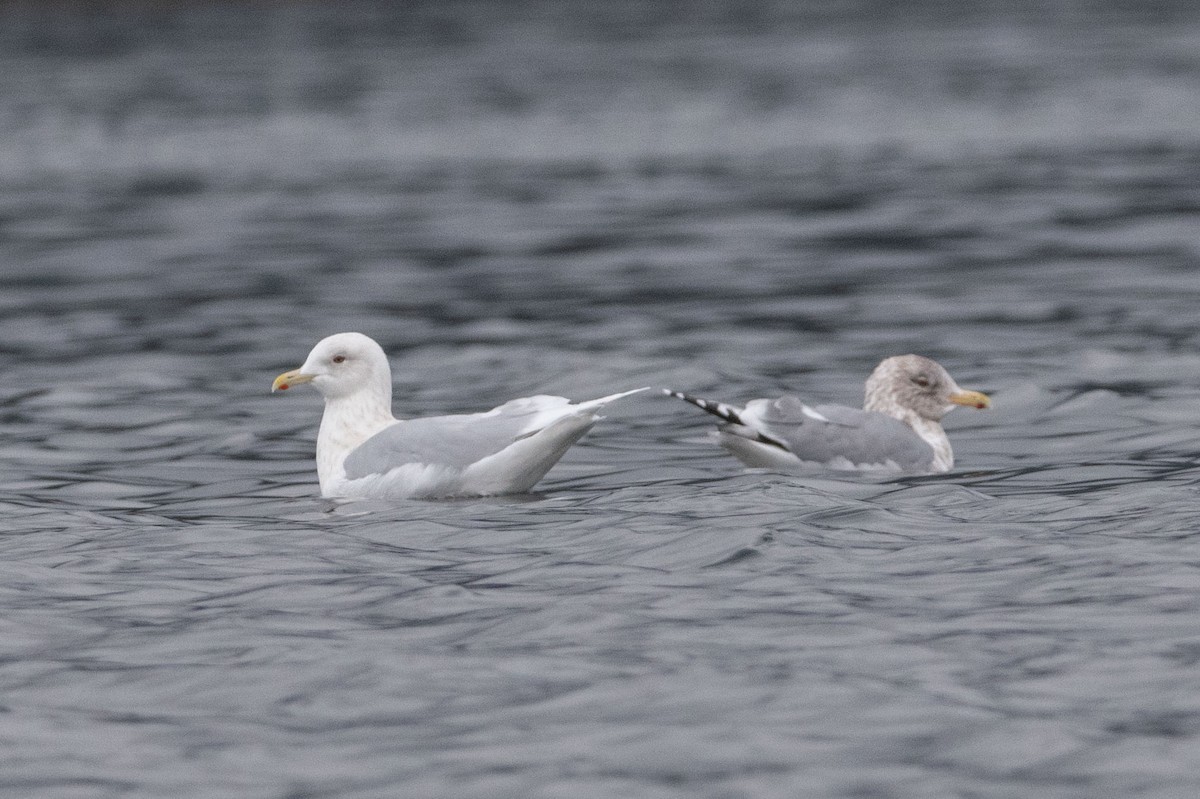 Iceland Gull (kumlieni) - ML548798271