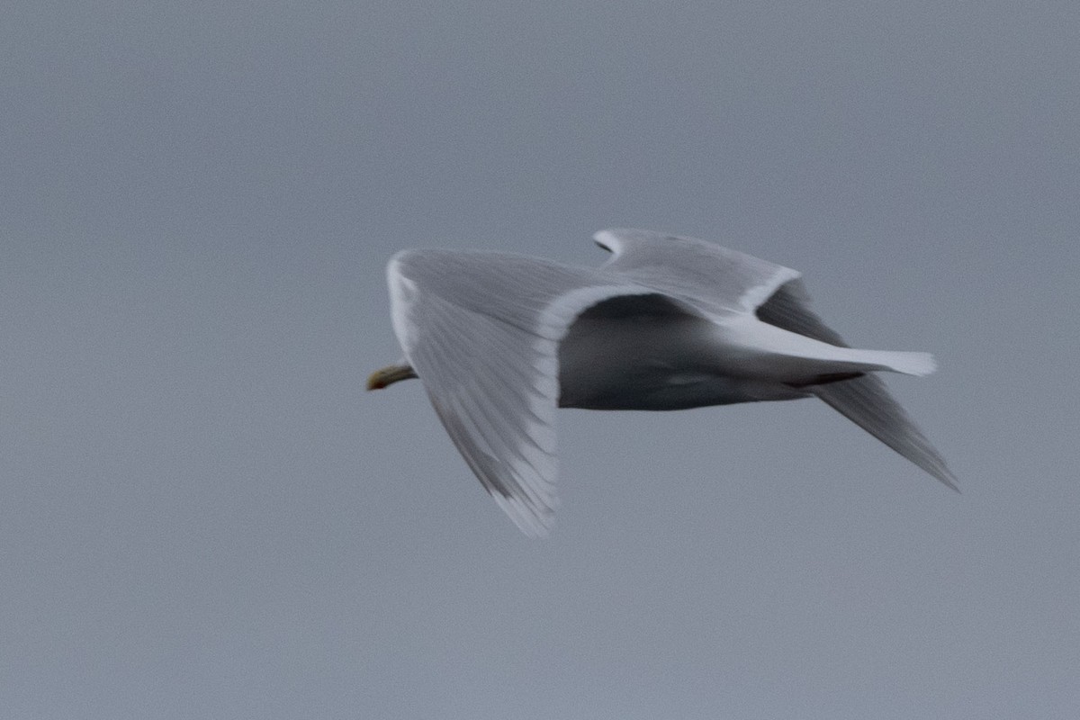 Gaviota Groenlandesa (kumlieni) - ML548798281