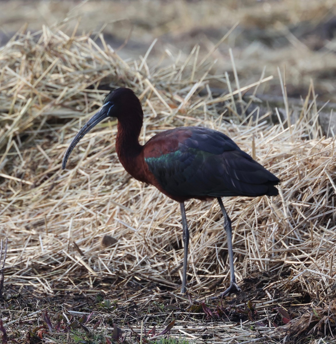 Glossy Ibis - ML548798331