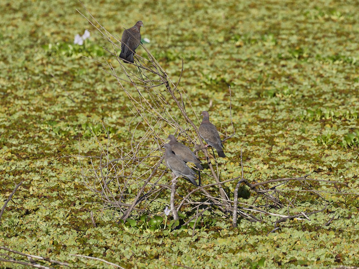Picazuro Pigeon - ML548798401