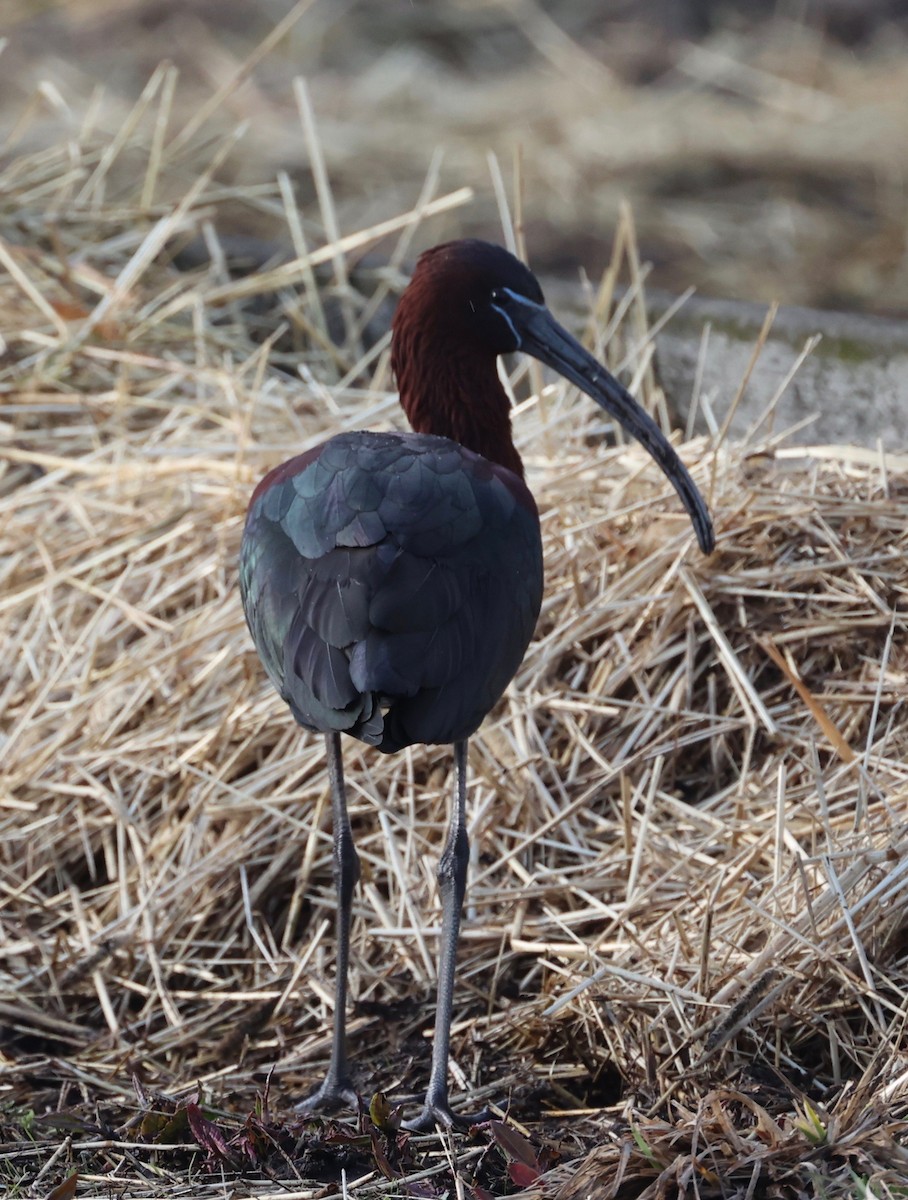 ibis hnědý - ML548798411